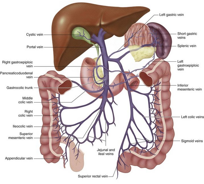 Venous Anatomy of the Abdomen and Pelvis | Radiology Key