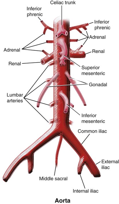 Vascular Anatomy of the Pelvis | Radiology Key
