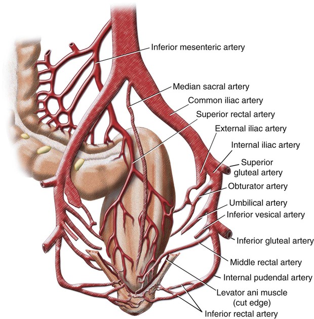 Pelvic Artery Anatomy Anatomy Diagram Book Images