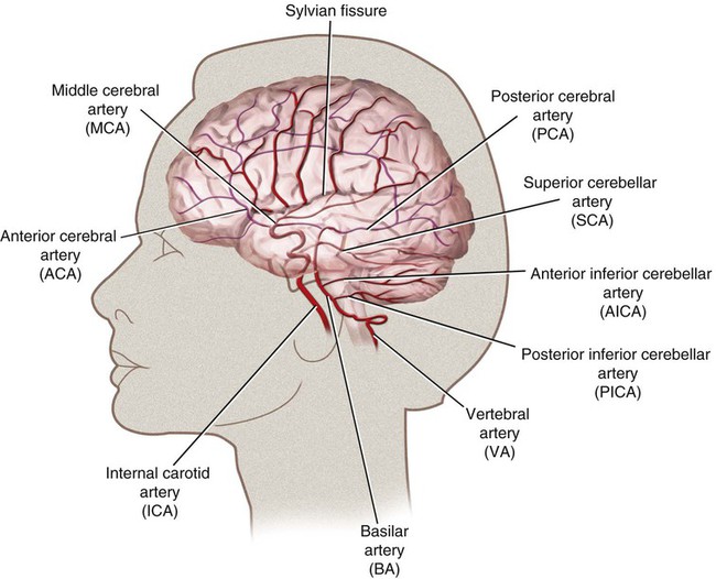 Cerebral Functional Anatomy and Rapid Neurologic Examination
