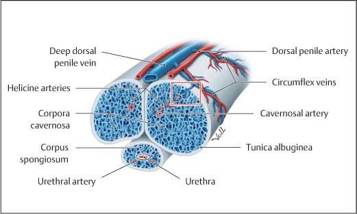 of Deep penis vein