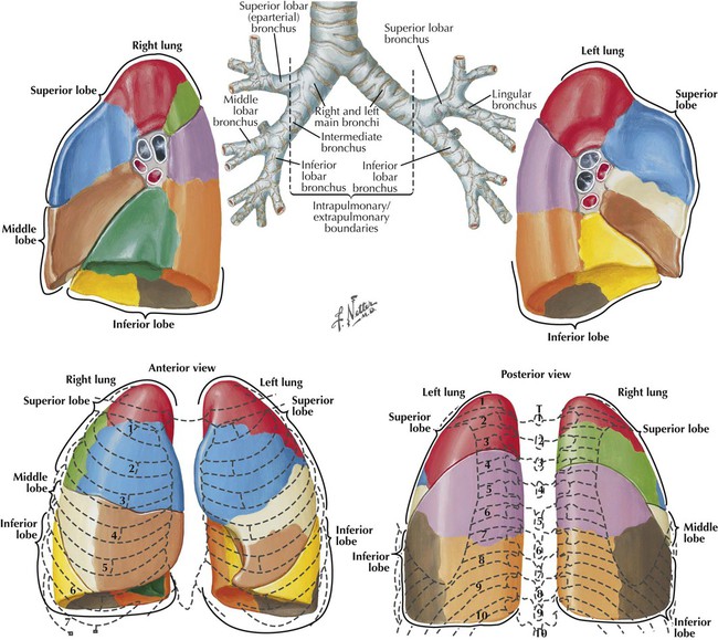 Related Keywords & Suggestions for lung lobes lingula