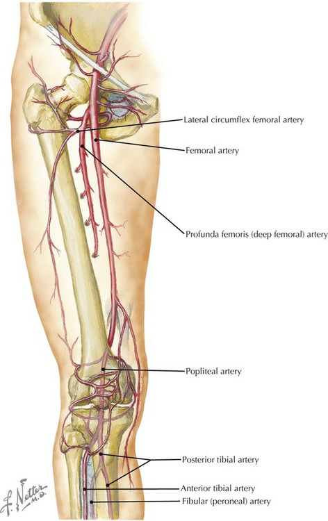 Lower Limb | Radiology Key