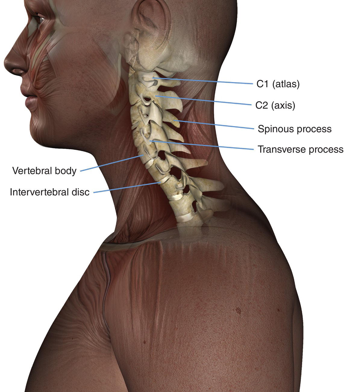 Spine Radiology Key 8677