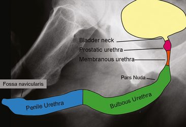 Ureters, Bladder, and Urethra | Radiology Key