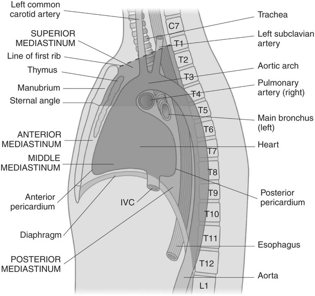 Respiratory System | Radiology Key