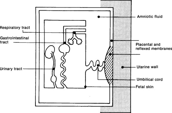 Amniotic Fluid Volume Its Role In Fetal Health And Disease Radiology Key