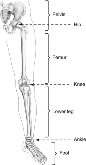 Lower Limb and Pelvis | Radiology Key