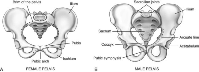 Lower Limb And Pelvis Radiology Key