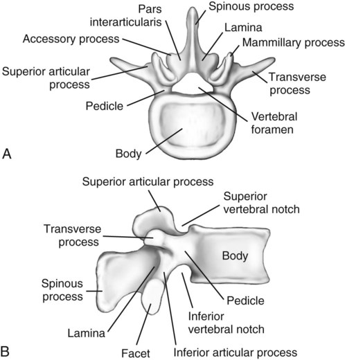 Spine | Radiology Key