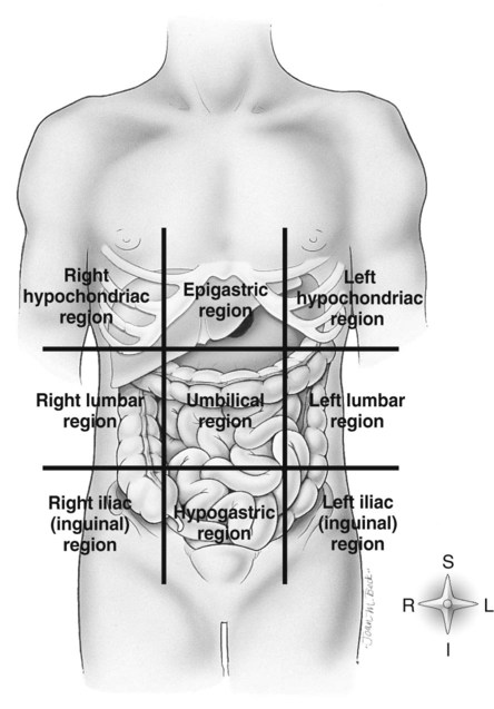 Anatomical Quadrants And Regions Of The Abdomen / Quadrants of the