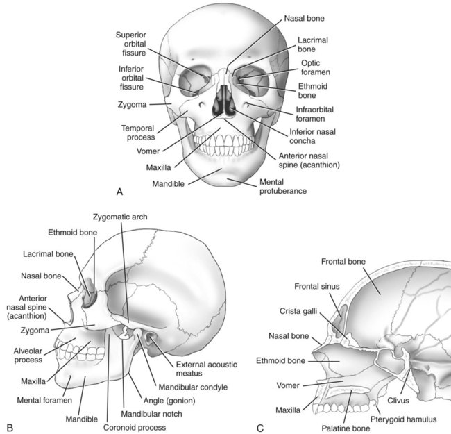 Facial Bone That Contains A Sinus 31