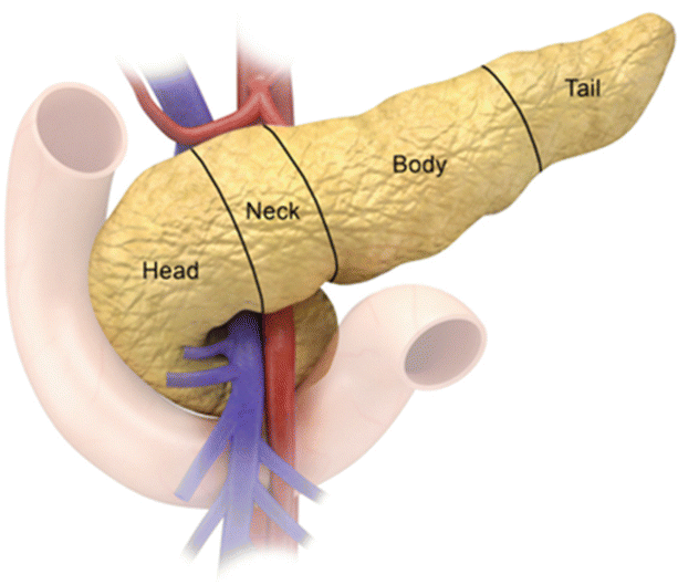 The Pancreas Radiology Key