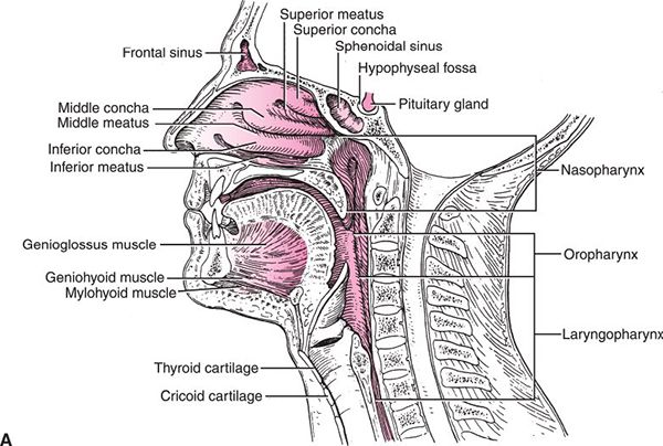 Oropharynx | Radiology Key
