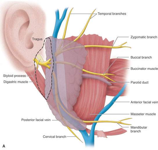 parotid gland anatomy