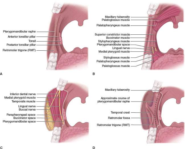 retromolar pad anatomy