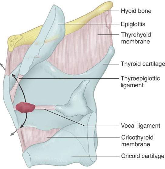 preepiglottic space