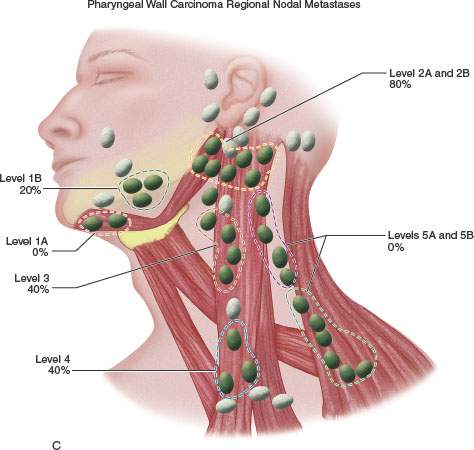 hypopharynx