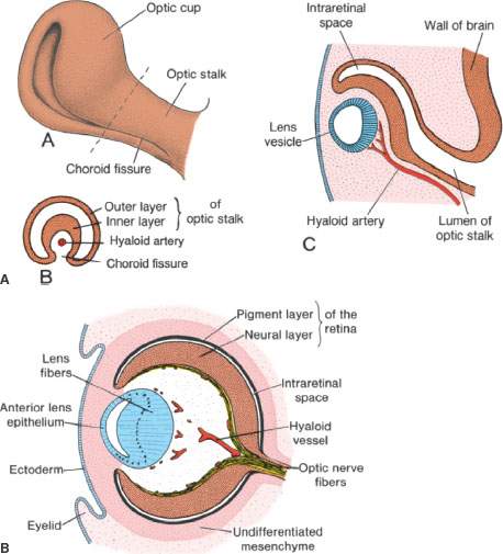 Anatomy of the Eye - Retina-Vitreous Surgeons of CNY