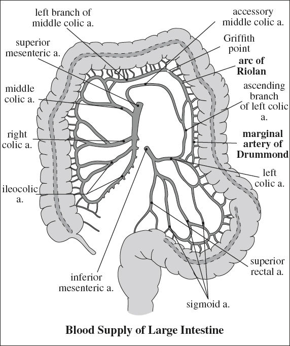Marginal Artery Of Drummond Marginal Artery Of Drummond