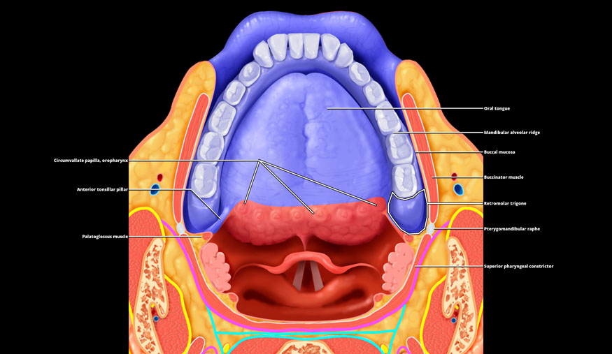 oral-cavity-overview-radiology-key