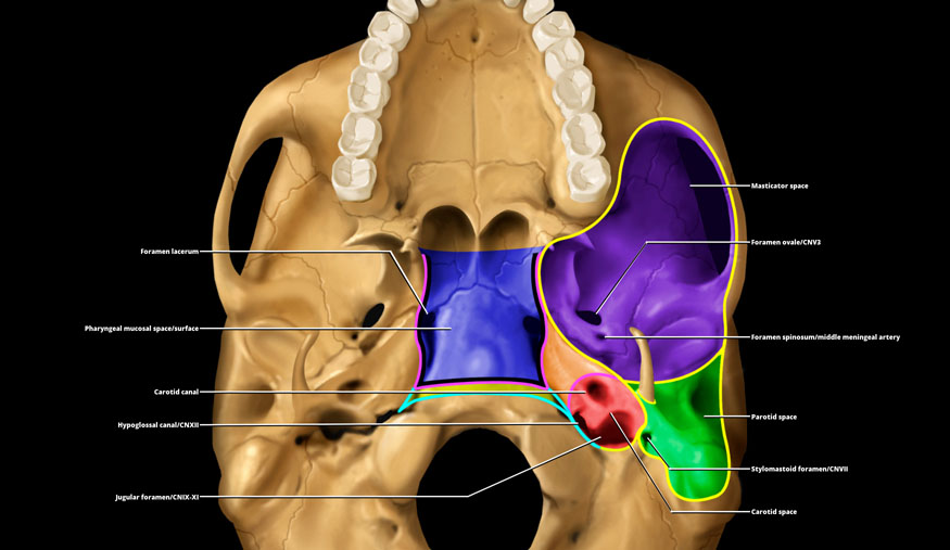 Skull Base Overview Radiology Key 7794