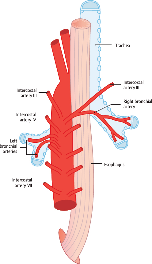 Bronchial Arteries Rami Bronchiales Radiology Key