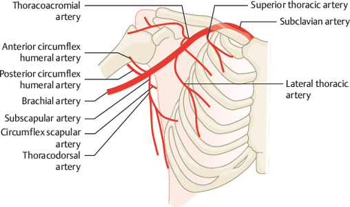 circumflex scapular artery