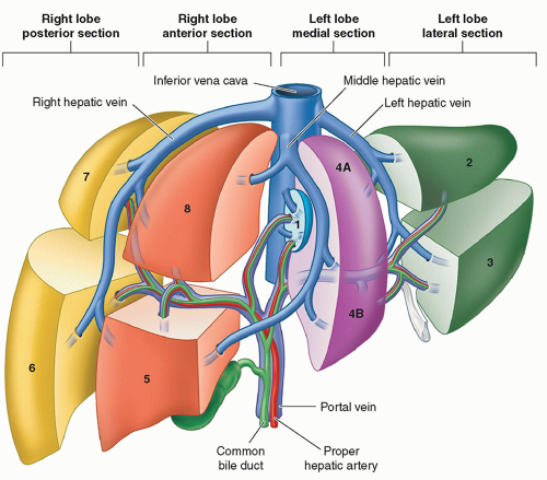 Liver Bile Ducts And Gallbladder Radiology Key