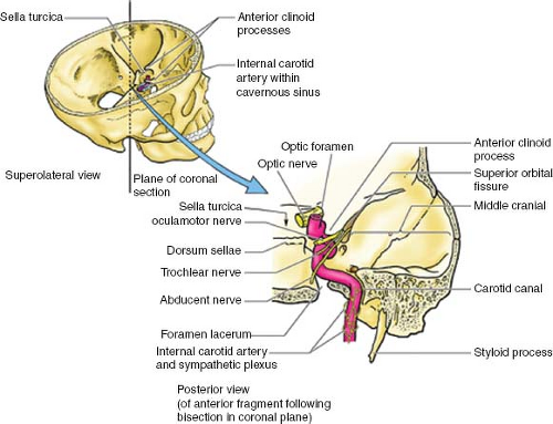 internal carotid artery skull