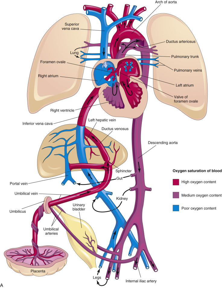 fetal heart anatomy