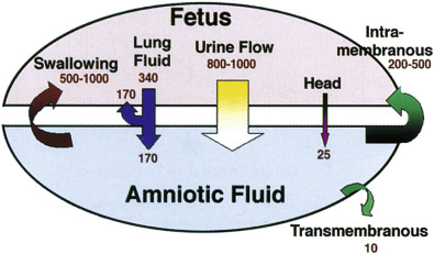 Amniotic Fluid Volume In Fetal Health And Disease Radiology Key