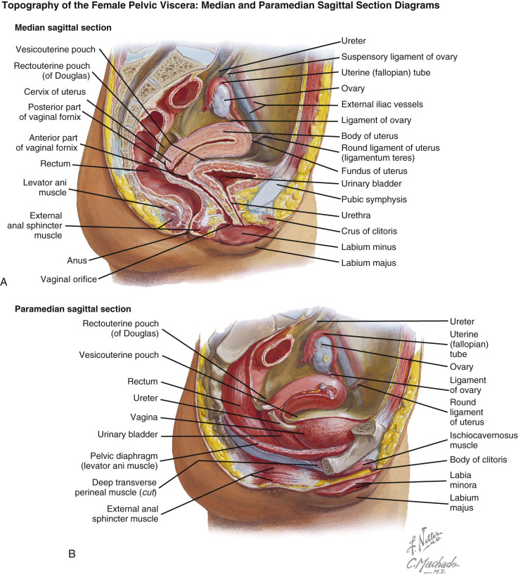 Female Pelvic Cavity Sagittal Anatomical Model, Study Model Female Pelvis  Model The Center of The Female Pelvic Cavity Model of The Sagittal Section