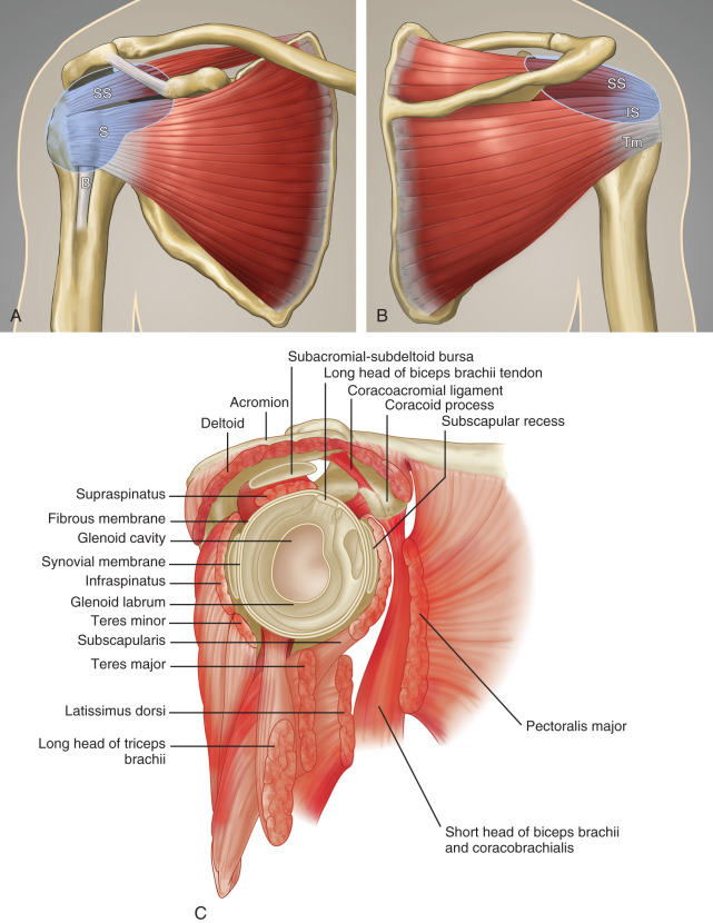 The rotator cable extends from lesser tubercle of humerus to greater
