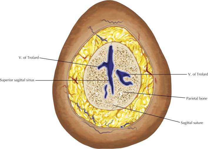 Brain Key Anatomy 