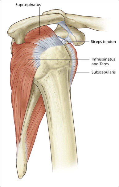 Shoulder Anatomy Supraspinatus Tendon Ppt Anatomy Of The Shoulder My