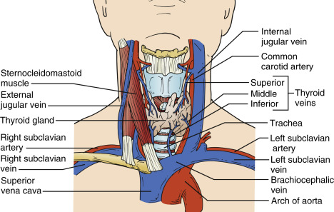 internal jugular vein branches