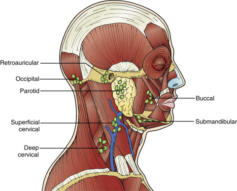 submandibular lymph nodes