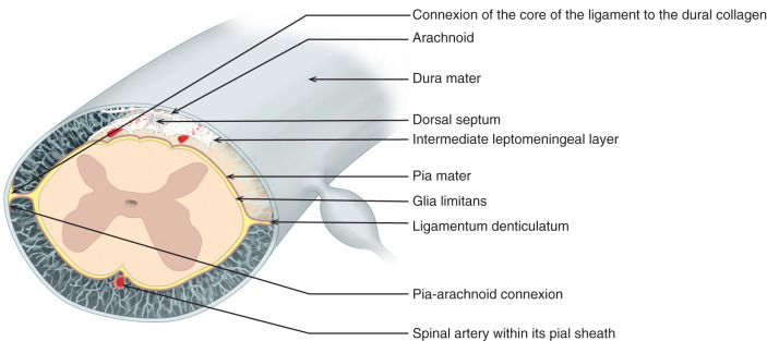 ligamentum denticulatum