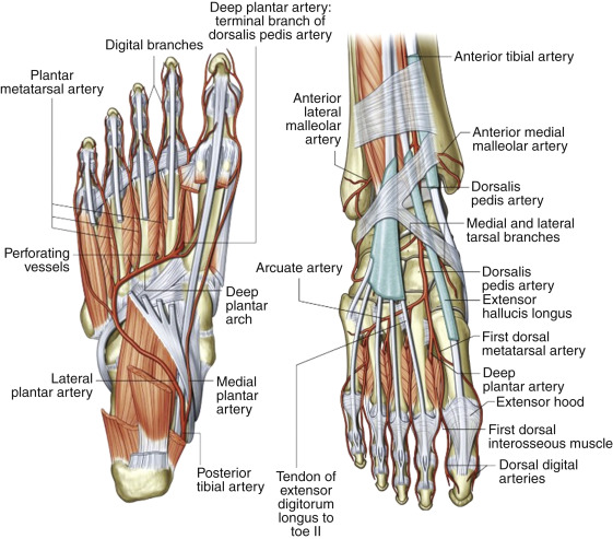 posterior tibial artery foot