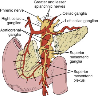 Pancreas: Normal Anatomy and Examination Techniques | Radiology Key