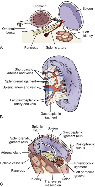 spleen at splenic flexure