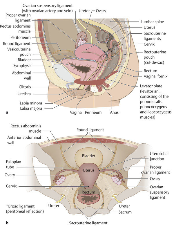 pelvis diagram