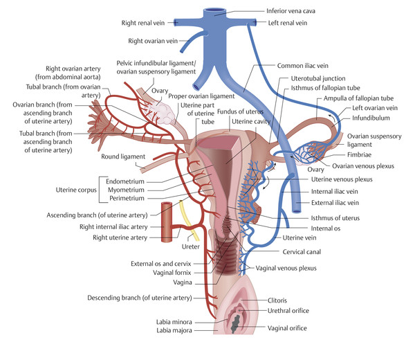 Female Pelvic Cavity - code: 6180.29 - Altay Scientific Anatomy and biology