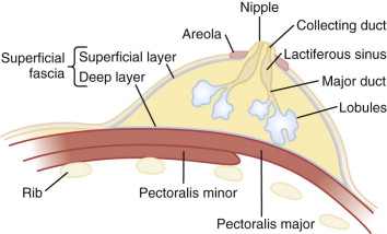 Anatomy of the Lactating Female Breast in Cross Section – Medical