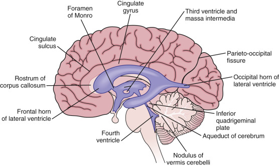 transverse brain