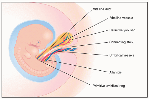 difference between placenta and umbilical cord