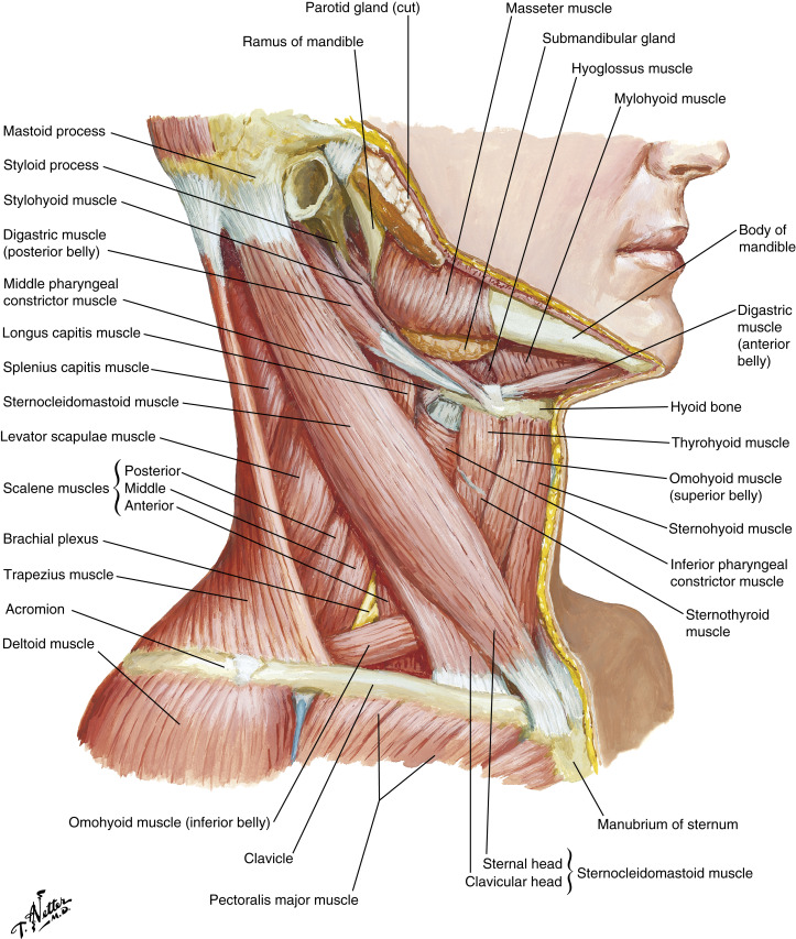 Neck Masses Radiology Key