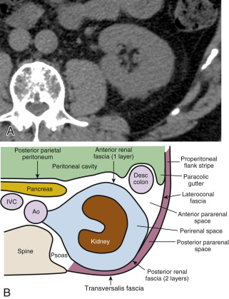renal fascia anatomy