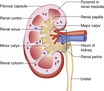Kidney And Renal Transplant Radiology Key